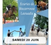 Balade à cheval à Biscarrosse / 20 juin 2026